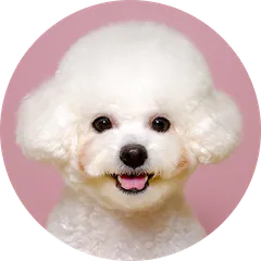 비숑