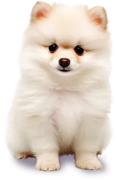 포메라니안