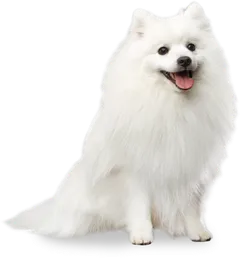 스피츠
